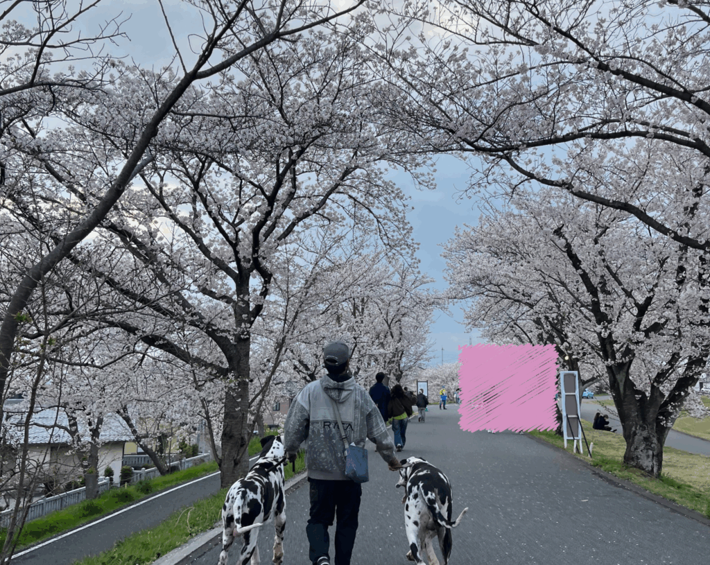 花見をする旦那と超大型犬