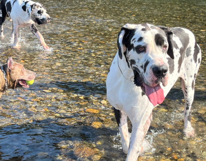 川で遊ぶハルクイーンのオス