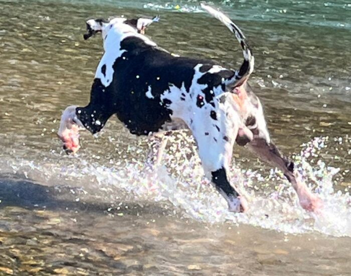川遊びをする超大型犬