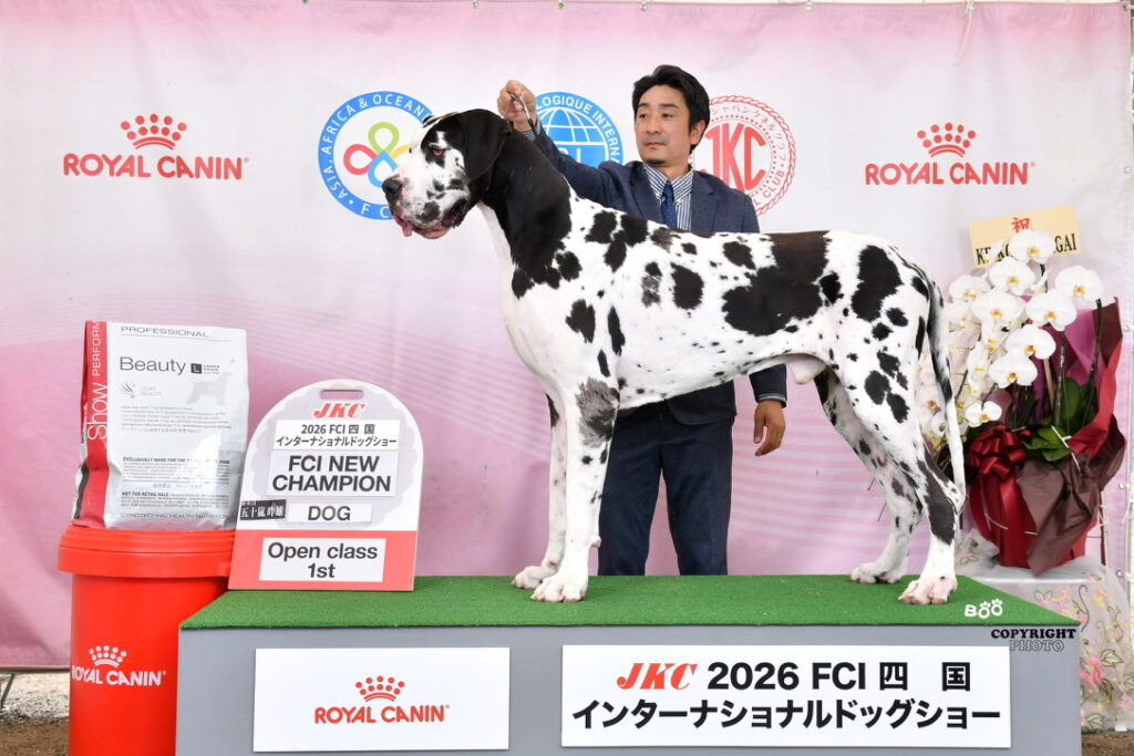 インタチャンピオンになったグレートデンの雄