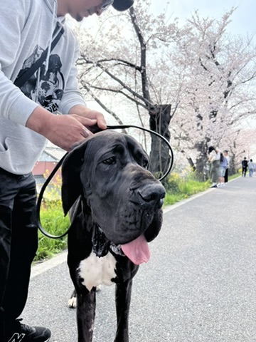 ブラックのドッゲ